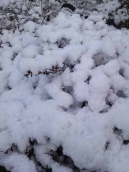 H25.12月20日　雪の風景.jpg